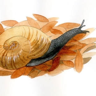 Illustration of a Kauri Snail by Sandra Morris