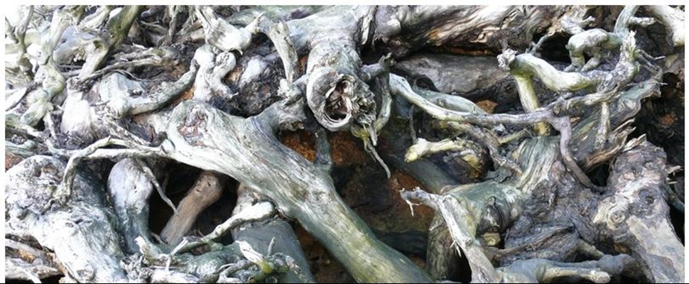 Image of driftwood, Xavier Radic