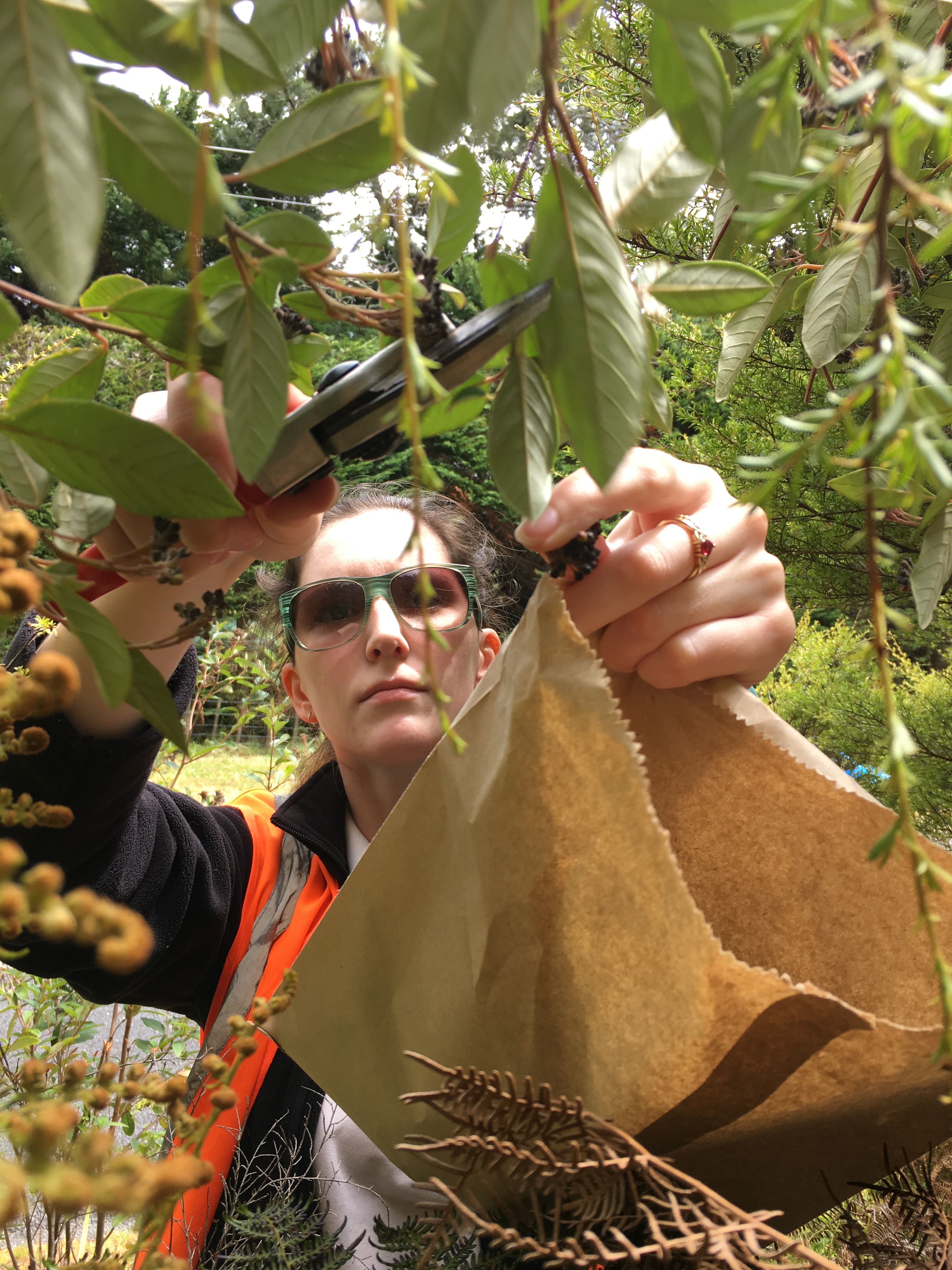 Emma collecting Pomaderris hamiltonii seed