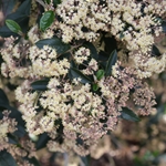 Pomaderris hamiltonii, pale flowering kūmarahou