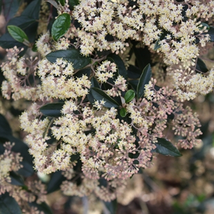 The pale flowering kūmarahou image