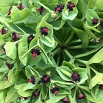 Euphorbia glauca flowers