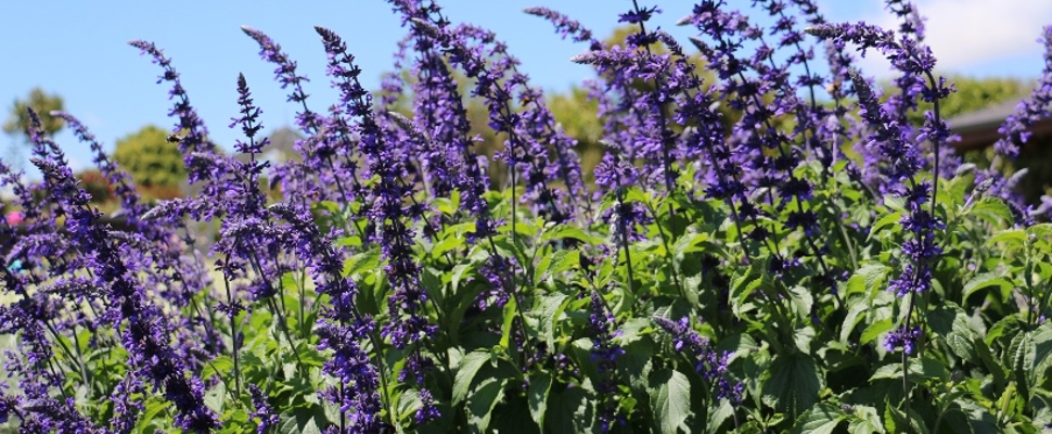 Salvia 'Indigo Spires'