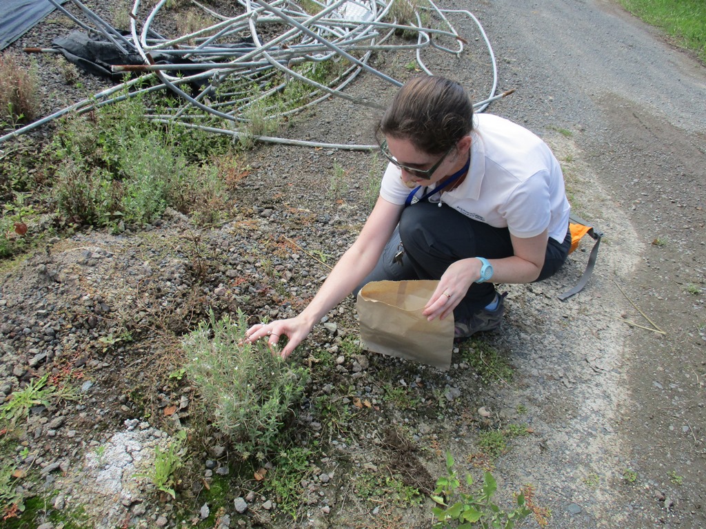 Seed collecting Epilobium hirtigerum