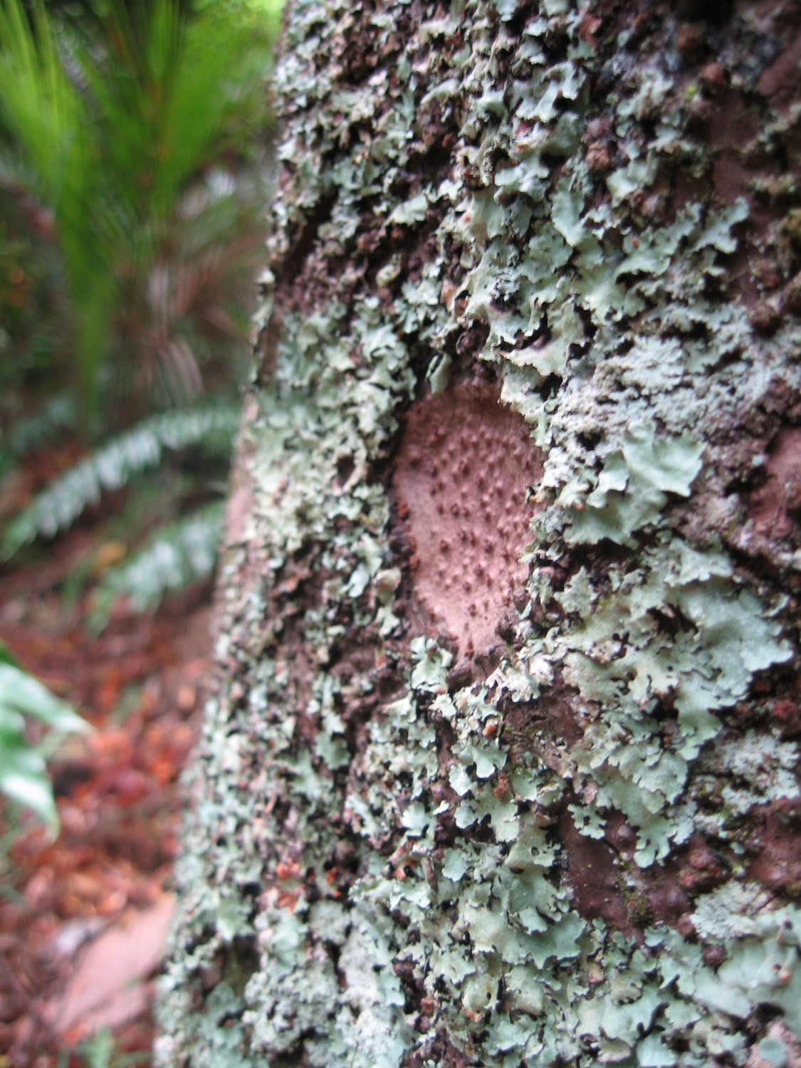 Kauri dieback Atiu creek