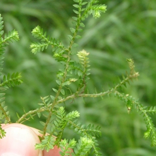 Pest Plants Drop and learn image