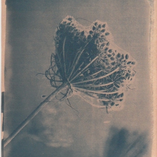 Cyanotype workshop image