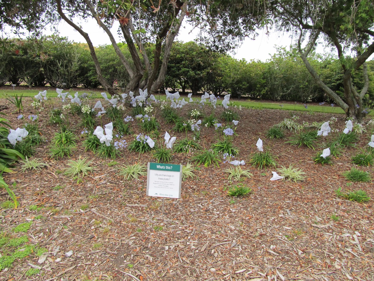 Agapanthus Trials 2012 001.jpg