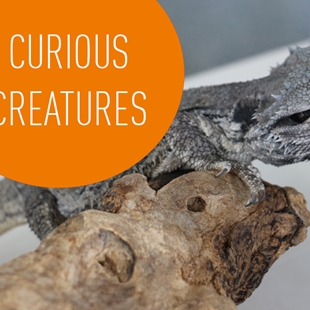 Curious creatures image