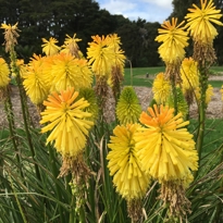 Kniphofia 'Charles Reader'