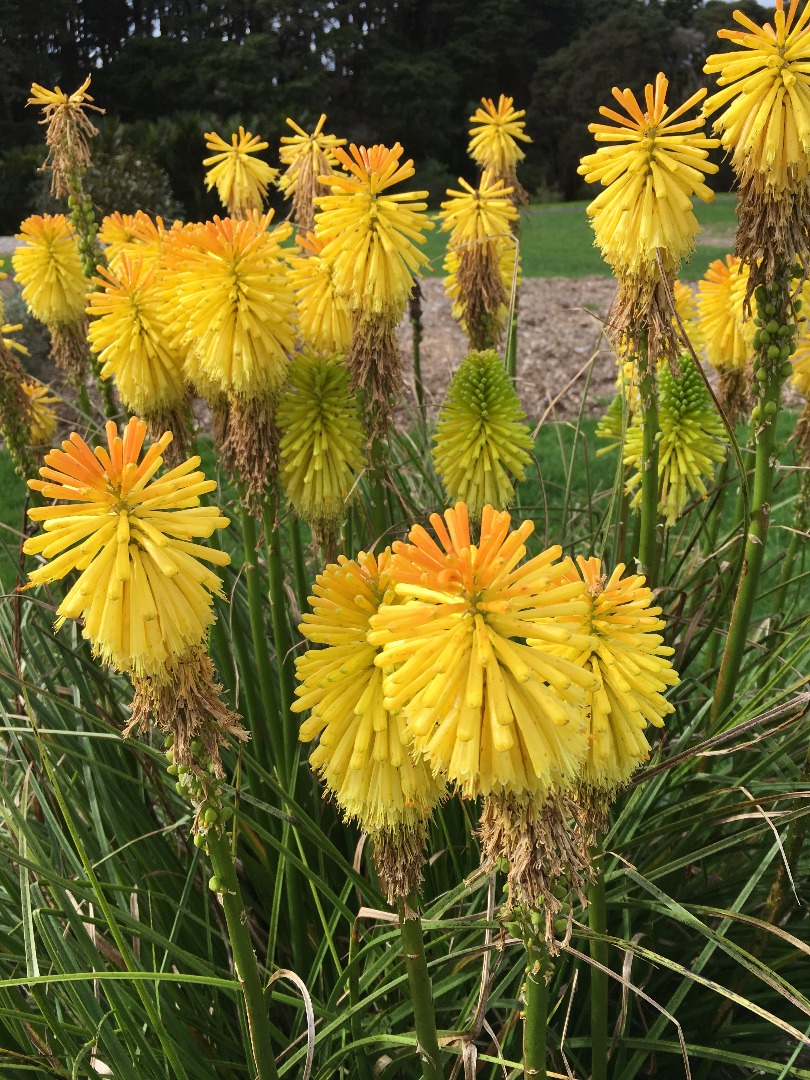 Red hot poker plants for sale nz uk
