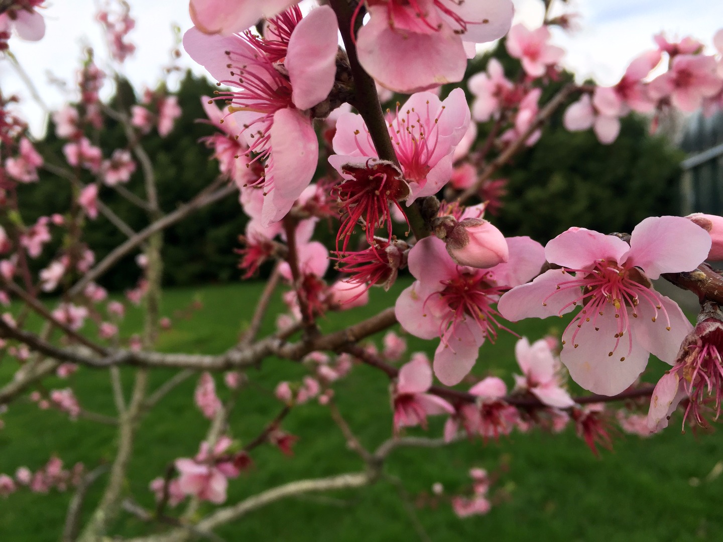 Peach 'Orion'