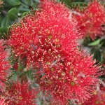 Metrosideros excelsa, pohutukawa