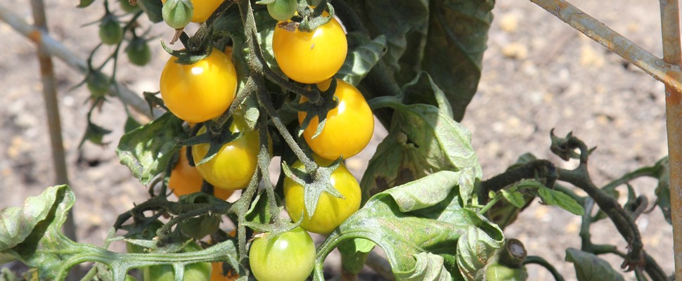 Solanum lycopersicum 'Golden Nugget', tomato