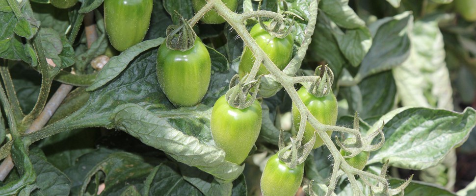 Solanum lycopersicum 'Juliet', tomato