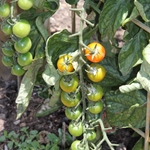 Solanum lycopersicum 'Sungold', tomato