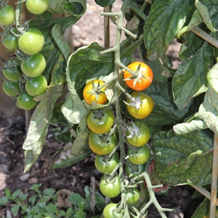 Growing tomatoes! image