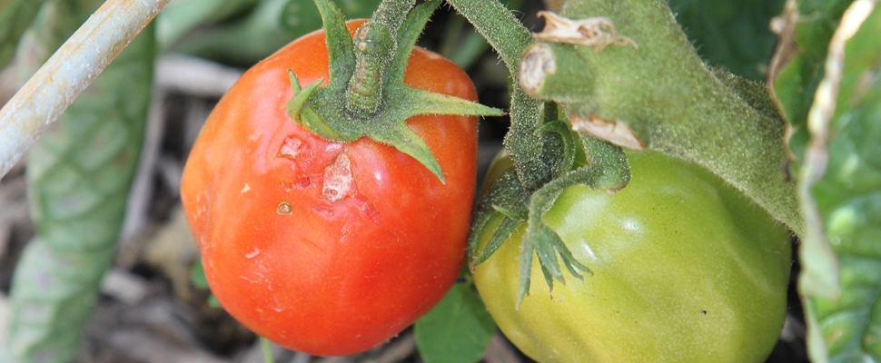 Solanum lycopersicum 'Roma', tomato