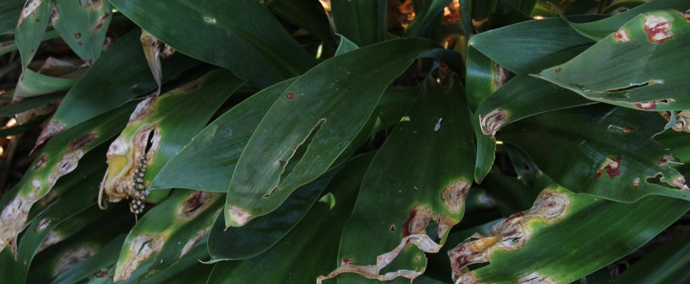 Bacterial leaf spot on Arthropodium leaf