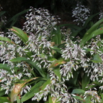 Arthropodium 'Downtown'