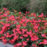 Begonia 'Dragon Wing Red'