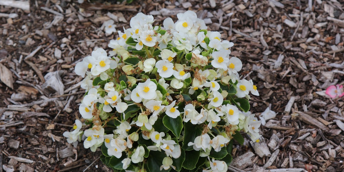 Begonia 'Sprint Plus White'