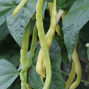 What beans to grow in Auckland? image
