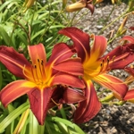 Hemerocallis 'Nashville'