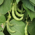 Bean 'Green Anellino Beans'