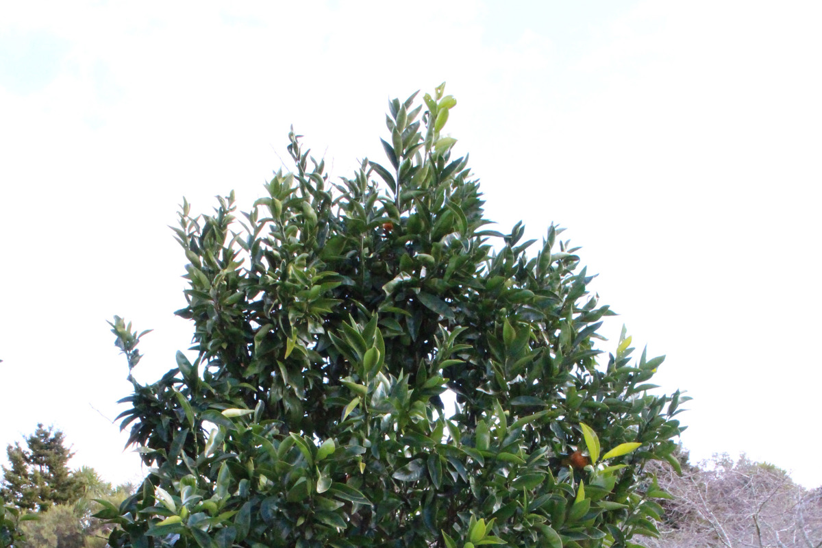 Citrus reticulata 'Encore' form