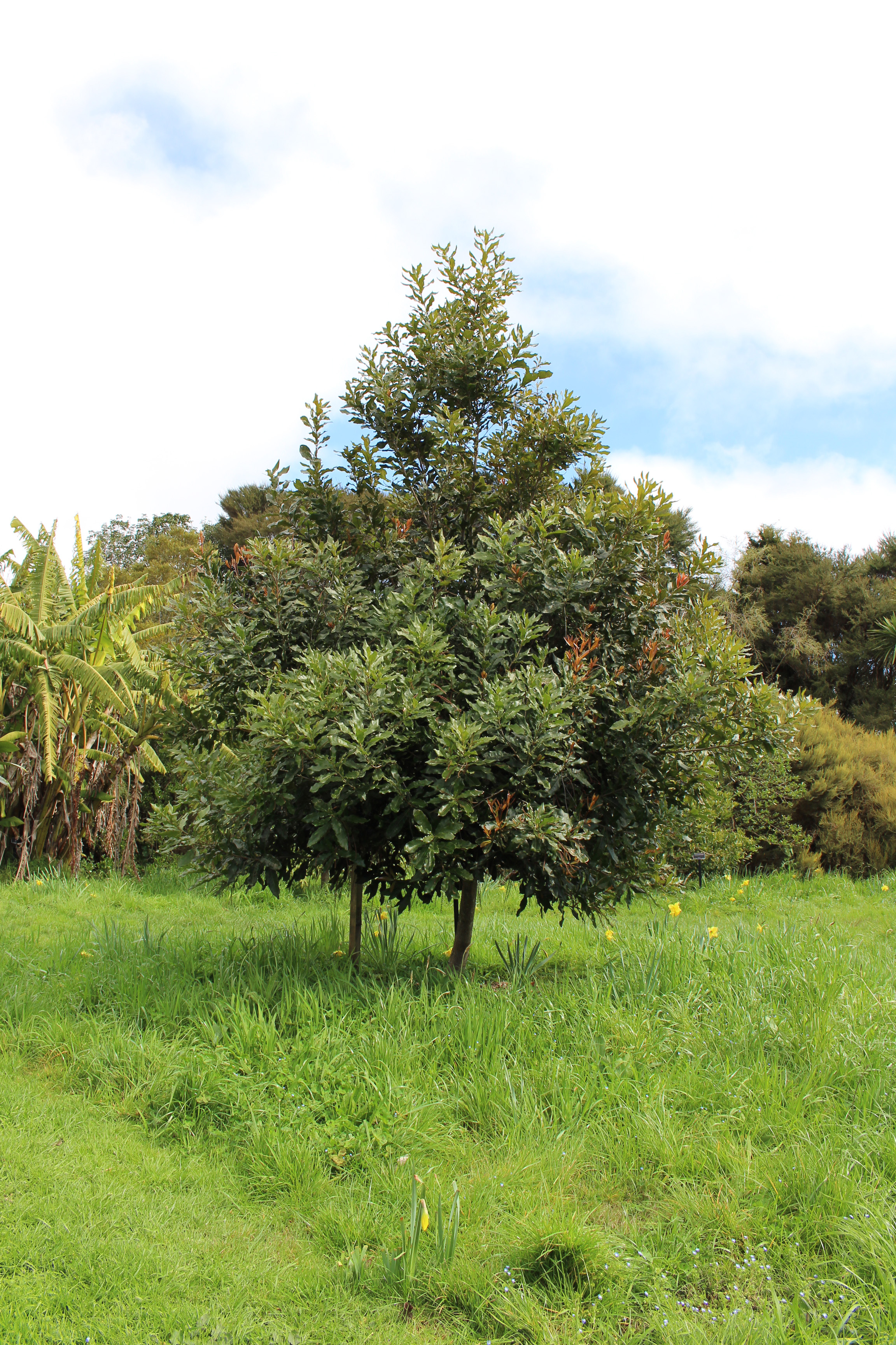 Macadamia x tetraphylla 'Beaumont'