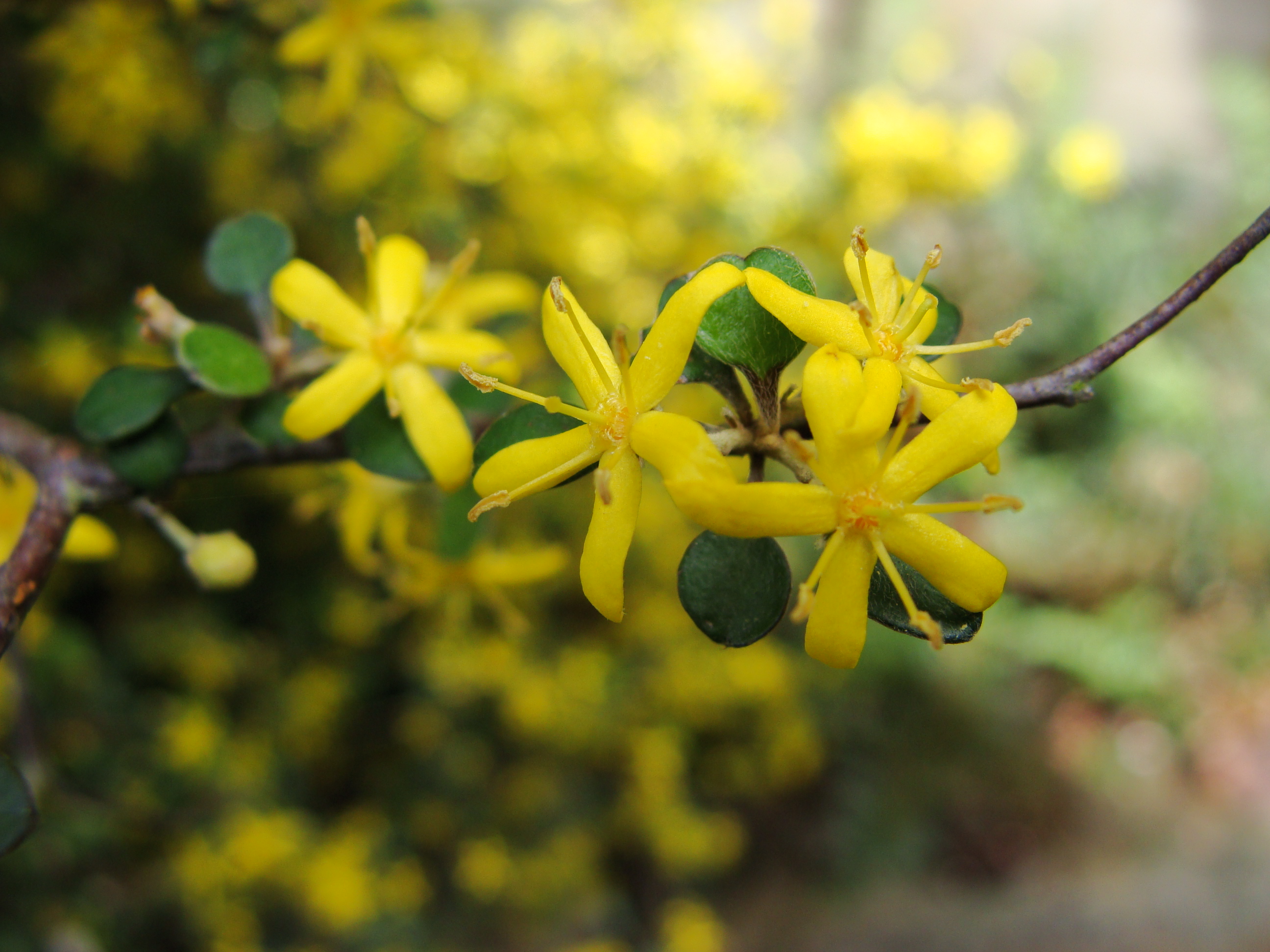 Corokia x virgata