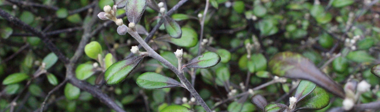 Corokia x virgata