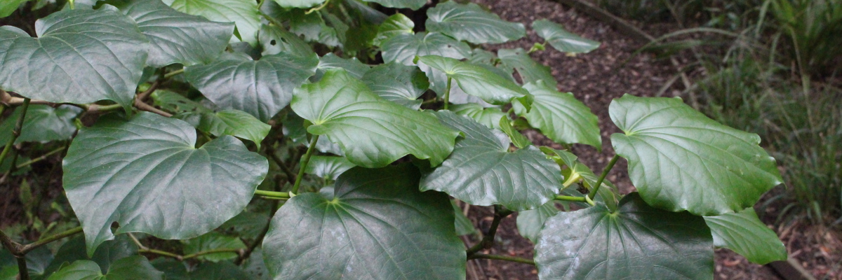 Piper excelsum subsp. psittacorum