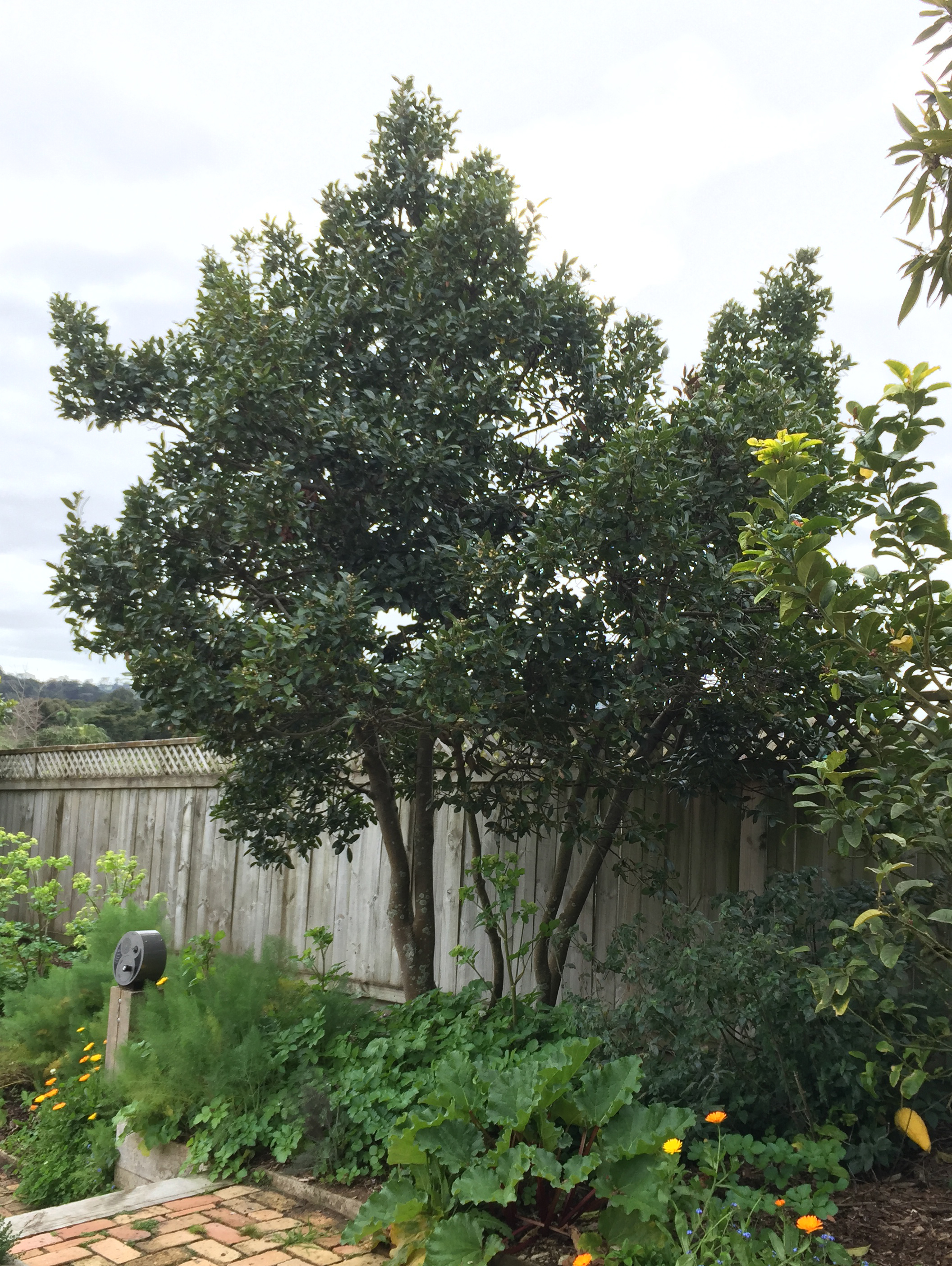 Laurus nobilis