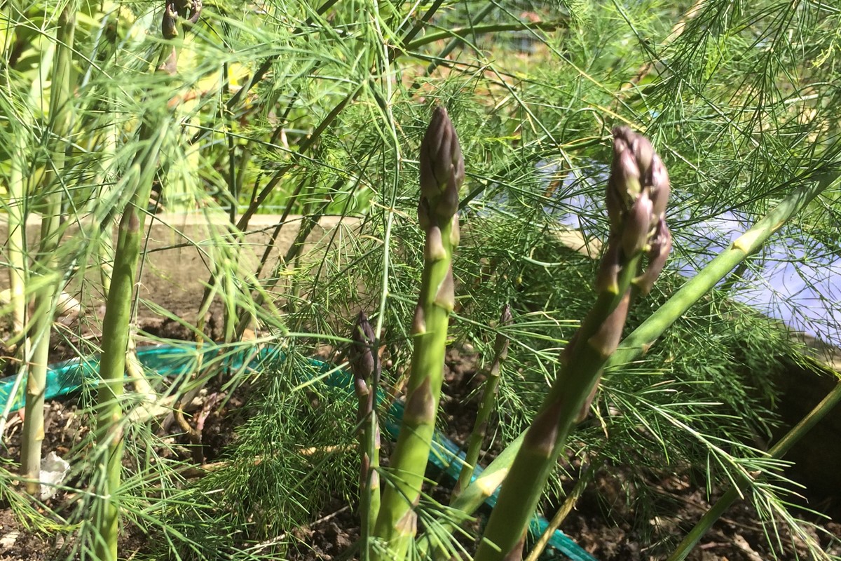 Asparagus officinalis (3)
