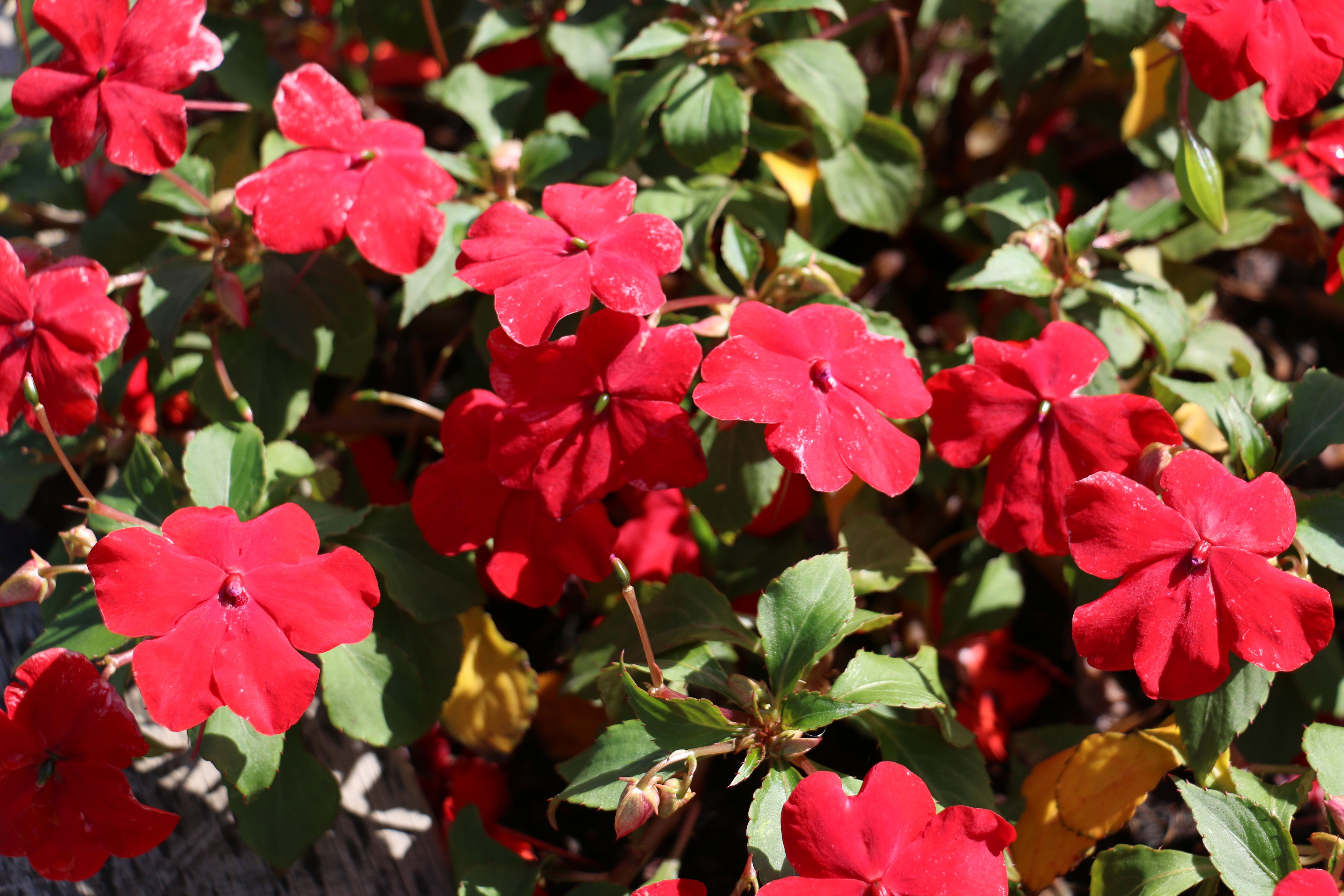 Impatiens 'Expo Red'