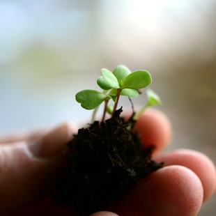 Paper Plant Pots and seeds image