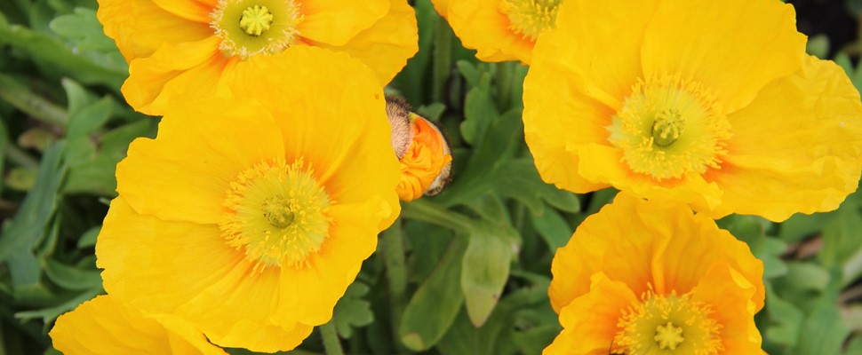Yellow Iceland poppy flowers (Papaver nudicaule)