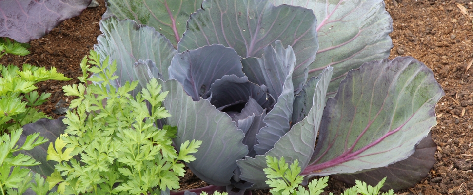Cabbage 'Red Express' and parsley planting