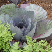 Cabbage 'Red Express' and parsley planting