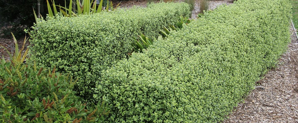 Trimmed square hedge of Pittosporum 'Wrinkle Blue'