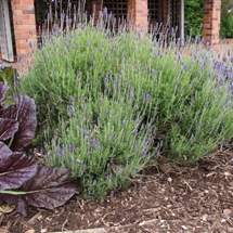Flowering French lavender (Lavandula dentata)