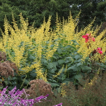 Healthy plants image