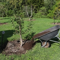 Composting the orchard