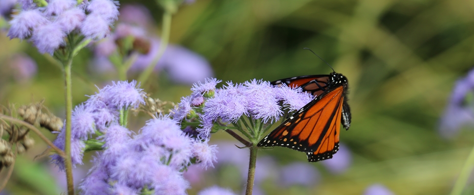 Monarch butterfly on flowering plant