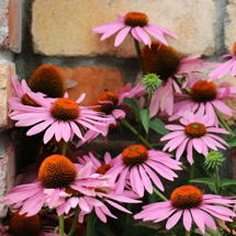 Echinacea purpurea plant