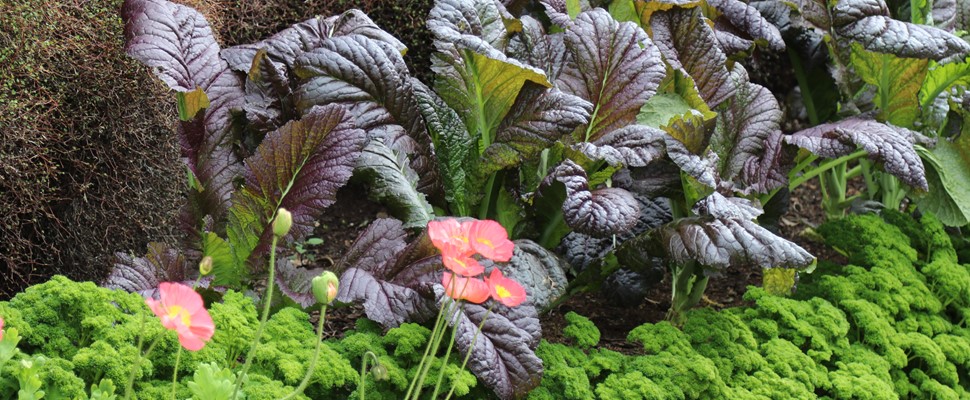 Giant red mustard and parsley companion planting