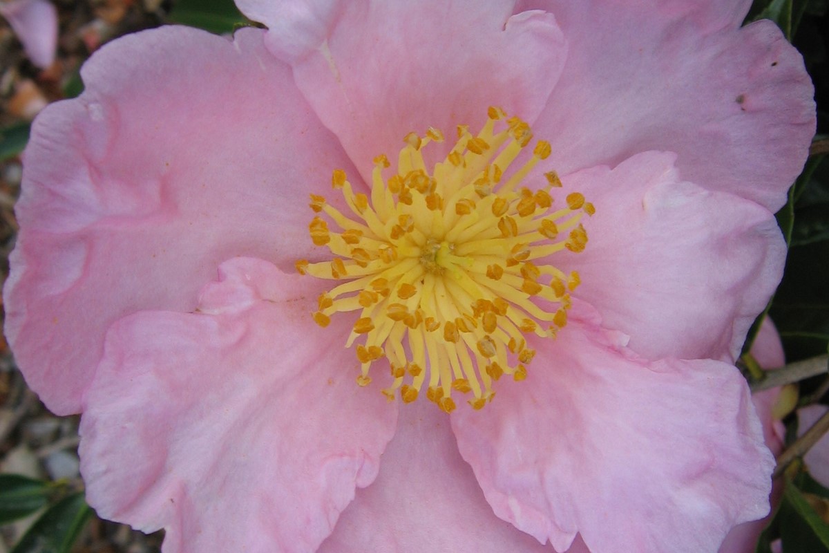 Camellia 'Plantation Pink' (3)