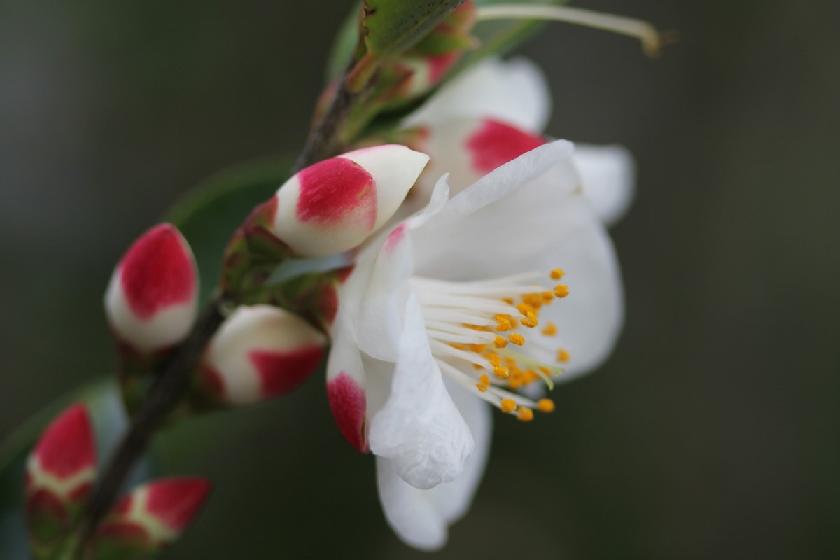 Camellia transnokoensis (5)